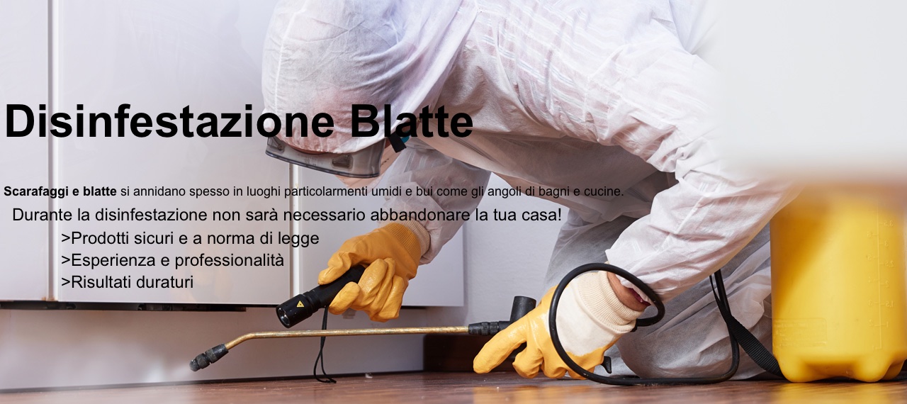 Disinfestazione Blatte Anche In Giorni Festivi Riks Group